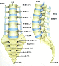 腰痛の真実④:静岡市　腰痛　治療　整骨院
